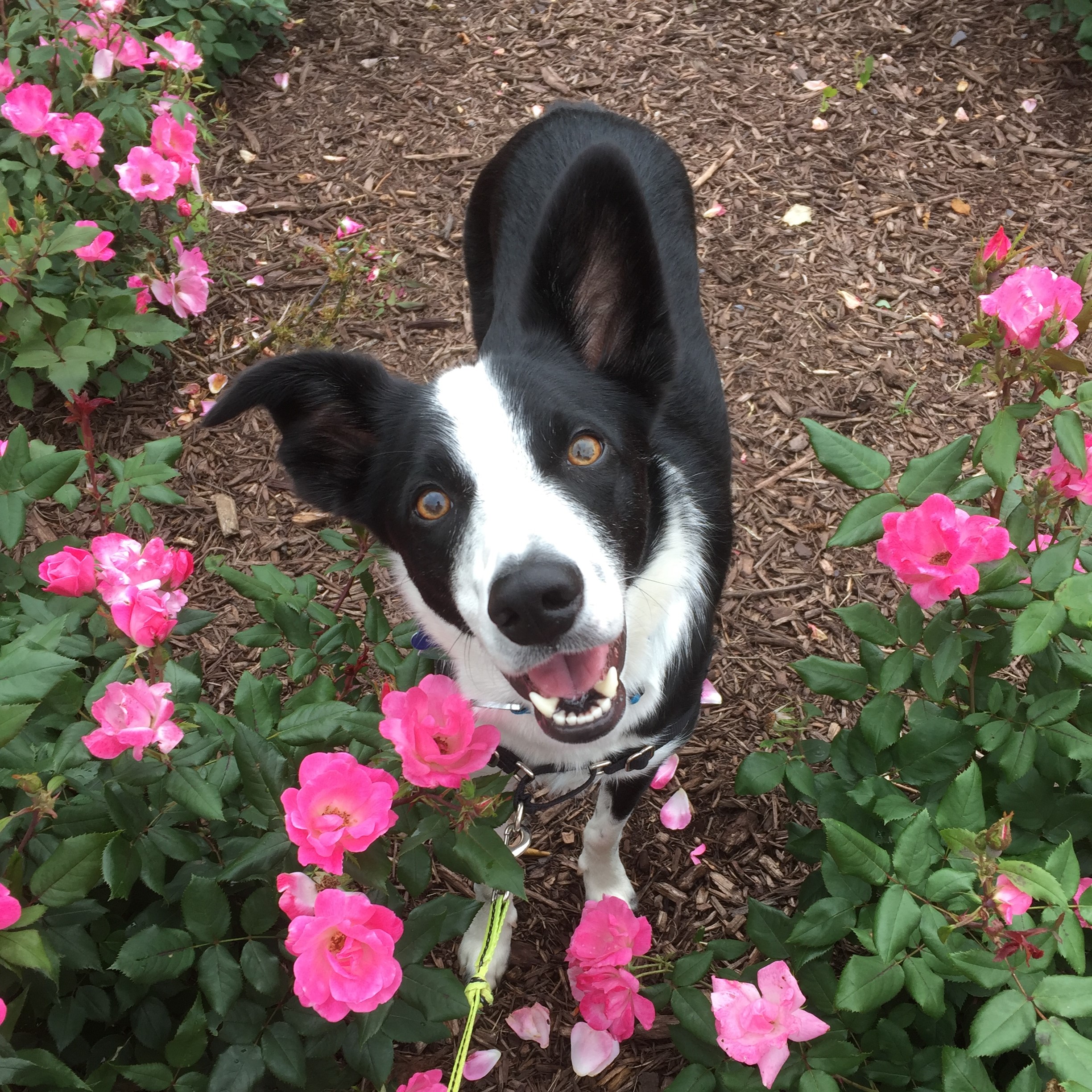 Home Dog Food From Scratch